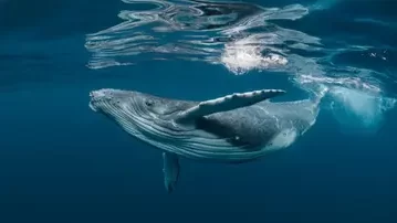 ضخامة الحيتان
