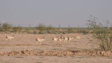 إعادة الحياة لمحمية الغزلان في قضاء علي الغربي