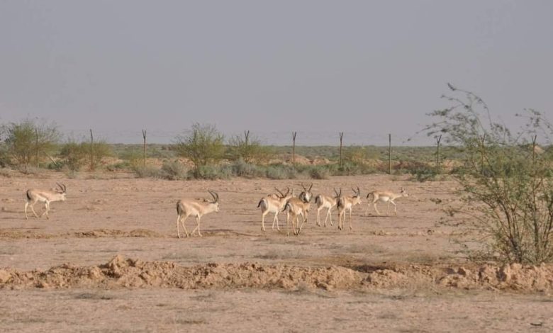 إعادة الحياة لمحمية الغزلان في قضاء علي الغربي