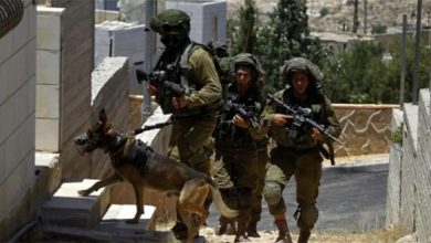 الاحتلال الإسرائيلي الكلاب
