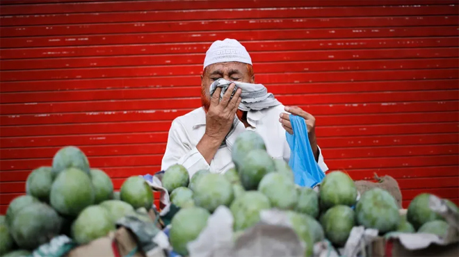 عثة الغبار