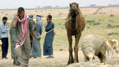 البدو الرحل